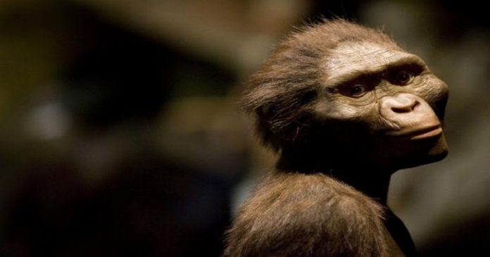 kim jest lucy australopithecus